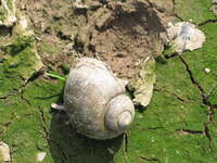 sea shell Vientiane, South East Asia, Laos, Asia