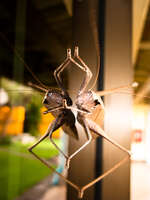 beer grasshopper Vientiane, South East Asia, Laos, Asia