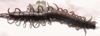 millipede at thai border Chiangrai, Chiang Khong, South East Asia, Thailand, Laos, Asia