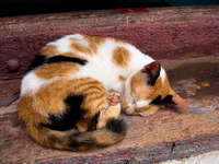 view--sleepy cat Luang Prabang, South East Asia, Laos, Asia