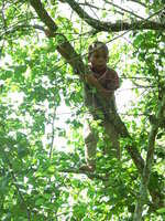 laos boy on tree Pakbeng, South East Asia, Laos, Asia