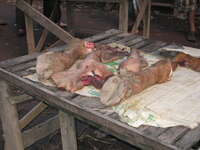 eating pig hooves in laos Pakbeng, South East Asia, Laos, Asia