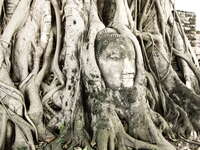 view--buddha head of wat maha Ayutthaya, Central Thailand, Thailand, Asia