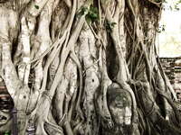 20080923124021_buddha_head_in_tree_of_wat_maha_that