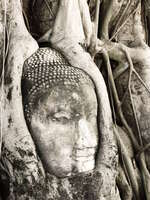 buddha head maha that Ayutthaya, Central Thailand, Thailand, Asia