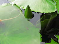 lotus pond Bangkok, South East Asia, Thailand, Asia