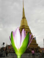 view--lotus temple Bangkok, South East Asia, Thailand, Asia