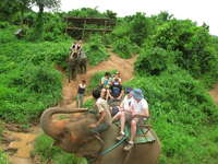 elephant army Chiang Mai, South East Asia, Thailand, Asia