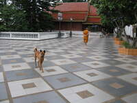 view--monk and dog in doi suthep Chiang Mai, South East Asia, Thailand, Asia