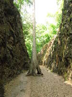 england tree Kanchanaburi, South East Asia, Thailand, Asia
