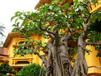 ginseng tree Hanoi, South East Asia, Vietnam, Asia