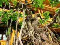 amazon tree Hanoi, South East Asia, Vietnam, Asia