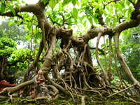 tai chi tree Hanoi, South East Asia, Vietnam, Asia