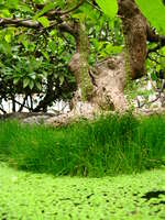 sprout tree Hanoi, South East Asia, Vietnam, Asia