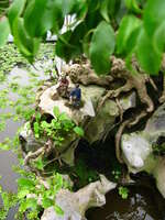view--good friends bonsai Hanoi, South East Asia, Vietnam, Asia