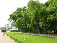 20081008102458_bamboo_forest_near_ho_chi_minh_mausoleum