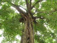 root of palm Hanoi, South East Asia, Vietnam, Asia