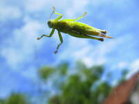 view--grasshopper on window Hoi an, Saigon, South East Asia, Vietnam, Asia