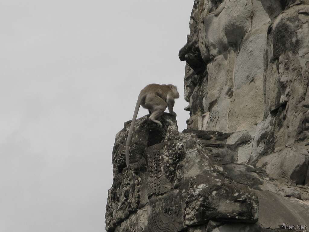 angkor monkey