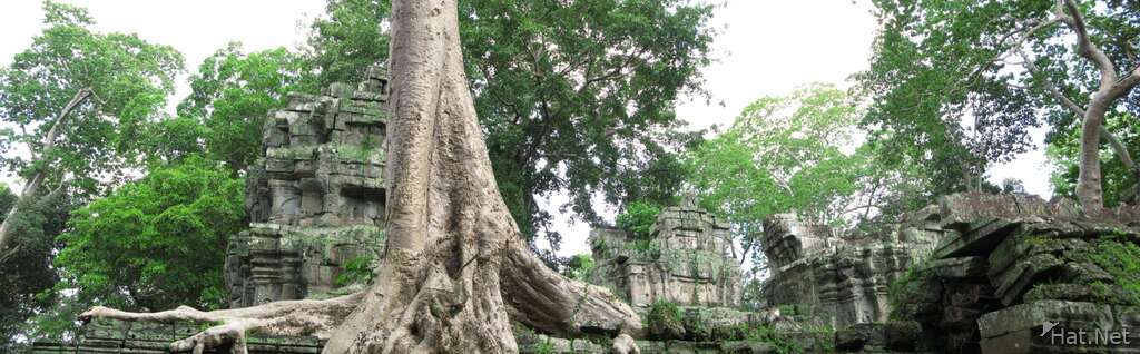 preah khan tree roots