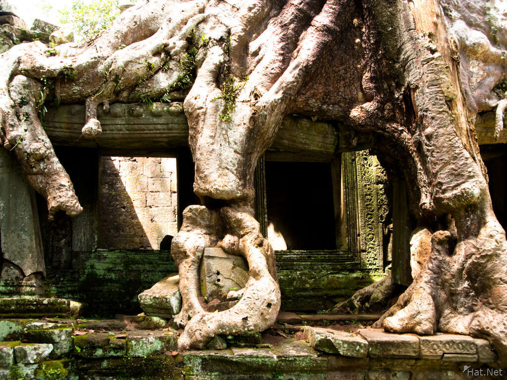 preah khan tree roots