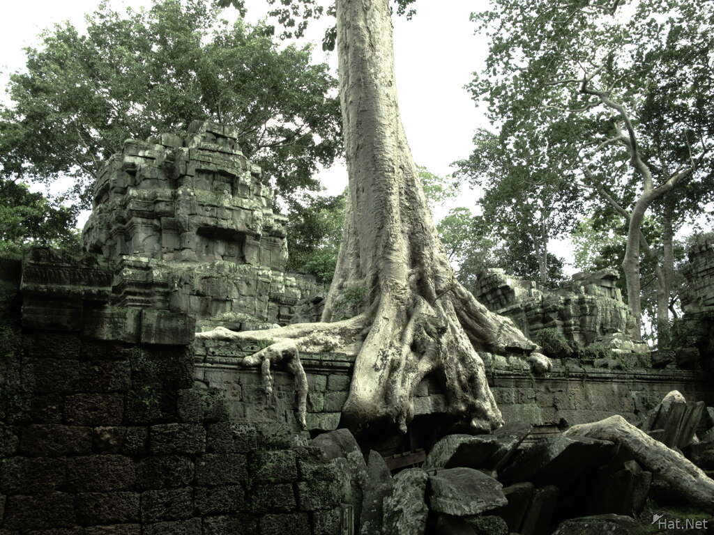 view--ancient roots