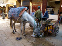 view--self feeding horse Fez, Imperial City, Morocco, Africa