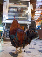 20101102164402_view--chicken_viewing_his_own_mortality