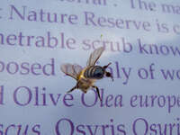 view--bee caught in nature reserve Gibraltar, Algeciras, Cadiz, Andalucia, Spain, Europe