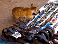 view--cat stealing sunglasses Marrakech, Imperial City, Morocco, Africa