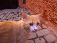 view--alley cat in marrakech Marrakech, Interior, Morocco, Africa