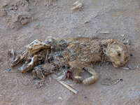 view--dead cat in merzouga Merzouga, Sahara, Morocco, Africa
