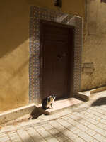 view--meknes cat Fez, Imperial City, Morocco, Africa