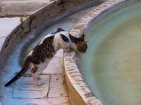 view--curious cat of medersa bou inaina Fez, Imperial City, Morocco, Africa