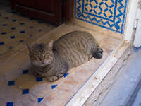 view--slacking cat Fez, Imperial City, Morocco, Africa