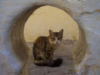 view--cat in keyhole Tangier, Mediterranean, Morocco, Africa
