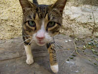 cat probing Tangier, Mediterranean, Morocco, Africa