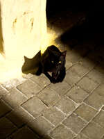 view--black cat in tangier Tangier, Mediterranean, Morocco, Africa