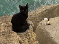 20101108134408_view--cat_near_cadiz_cathedral