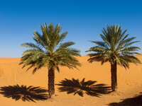 view--palm trees in sahara Merzouga, Sahara, Morocco, Africa