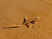 view--shara lizard Merzouga, Sahara, Morocco, Africa
