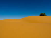 view--lone tree in desert Merzouga, Sahara, Morocco, Africa