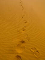 view--footprints in desert Merzouga, Sahara, Morocco, Africa