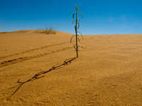 view--new life in sahara Merzouga, Sahara, Morocco, Africa