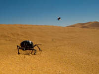 view--dung beetle catching fly Merzouga, Sahara, Morocco, Africa