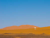 view--white camel Merzouga, Sahara, Morocco, Africa