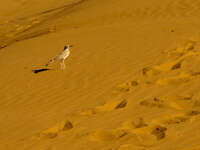 view--desert bird Merzouga, Sahara, Morocco, Africa