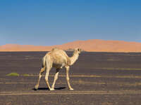 view--white camel wandering in desert Merzouga, Sahara, Morocco, Africa