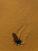 view--beetle tracks Merzouga, Sahara, Morocco, Africa
