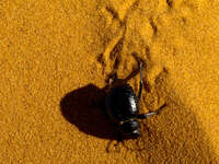view--struggling beetle Merzouga, Sahara, Morocco, Africa